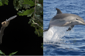 delfini pipistrelli sonar somiglianze