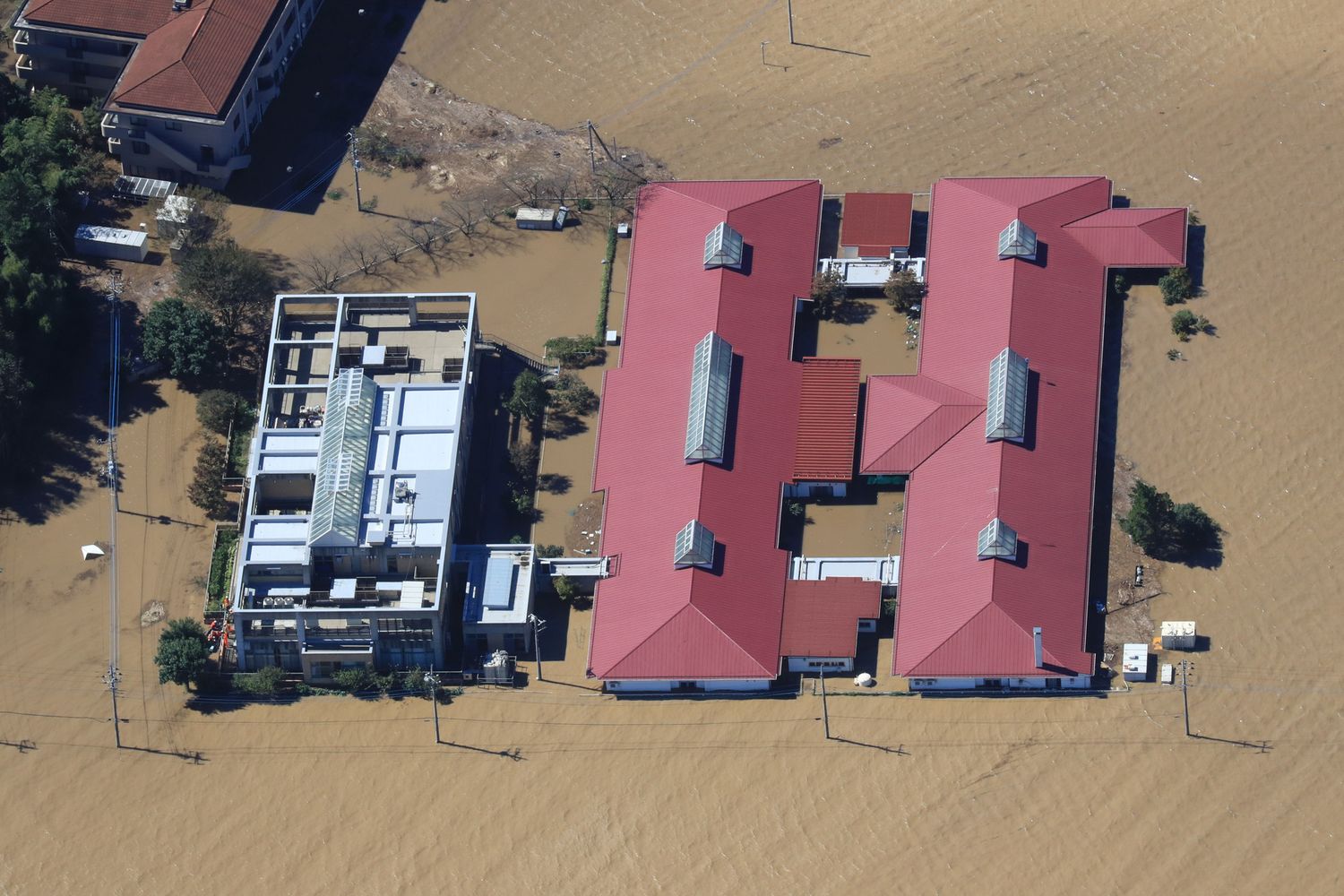 Tigone Hagibis, Giappone