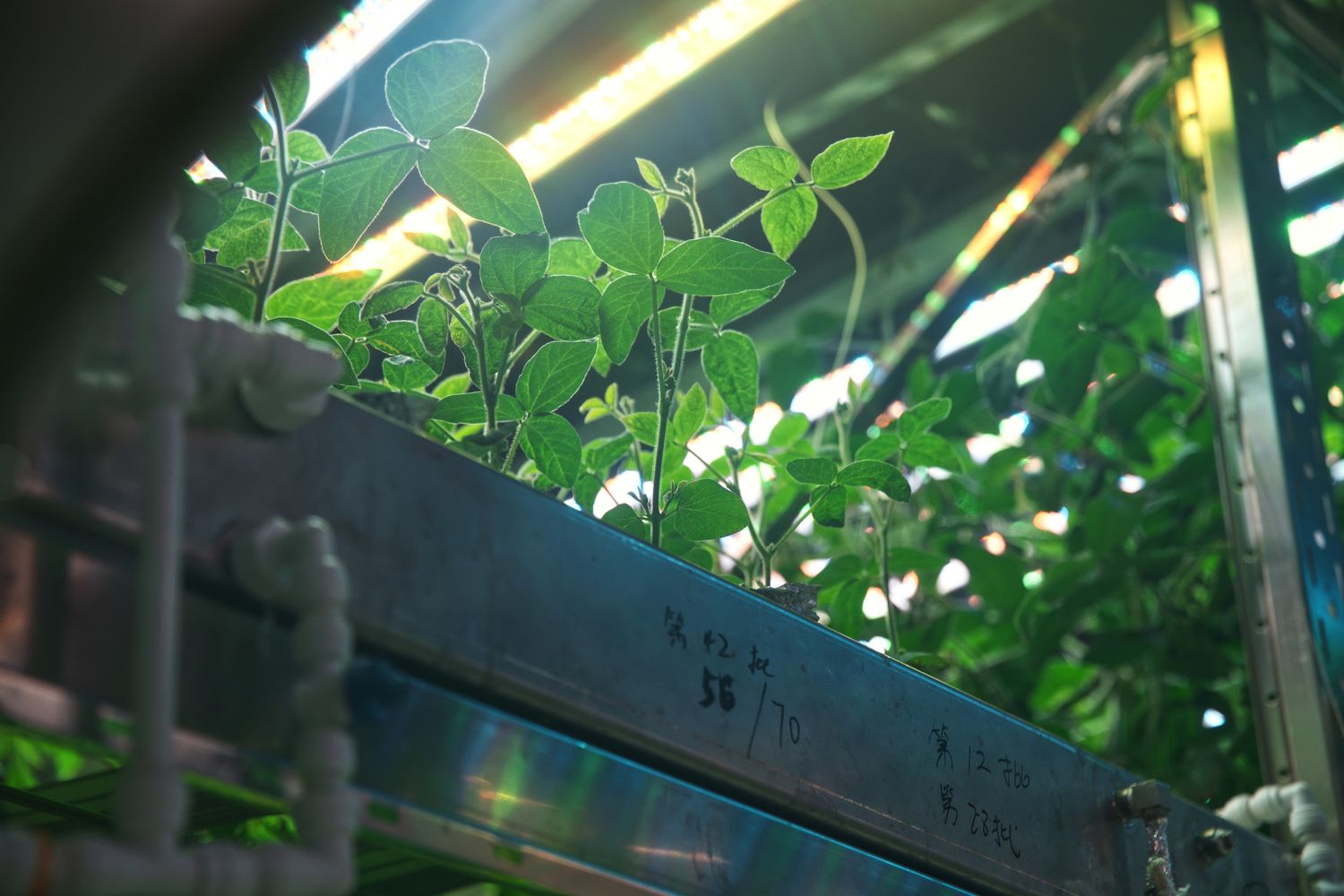 Immagine repertorio: verdure in simulazione ambiente lunare