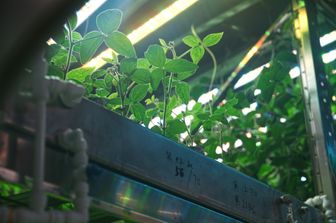 Immagine repertorio: verdure in simulazione ambiente lunare