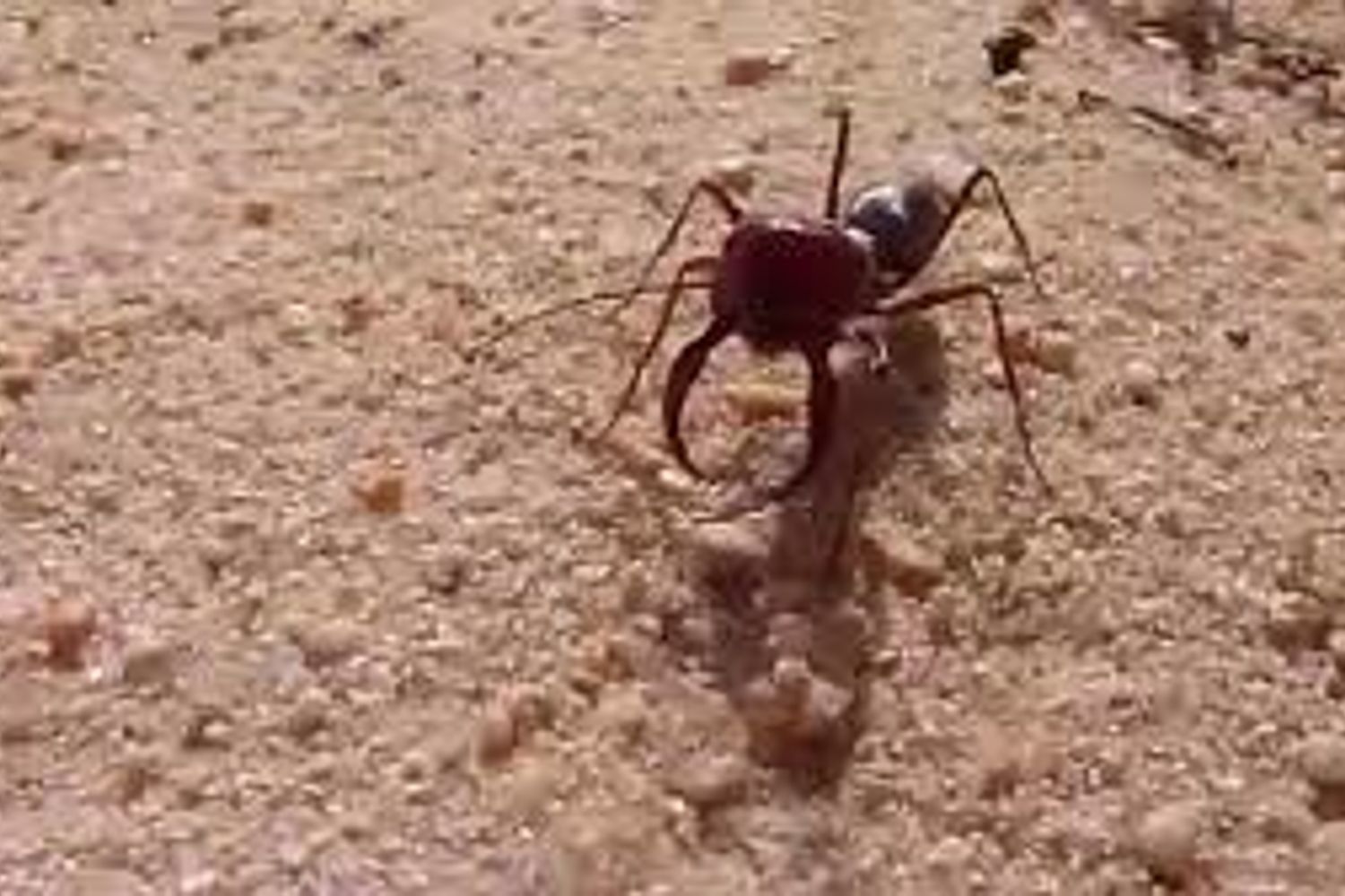 Cataglyphis&nbsp;bombycina