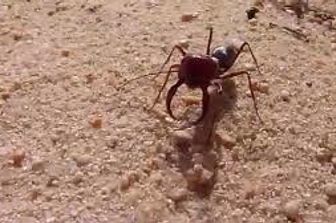 Cataglyphis&nbsp;bombycina