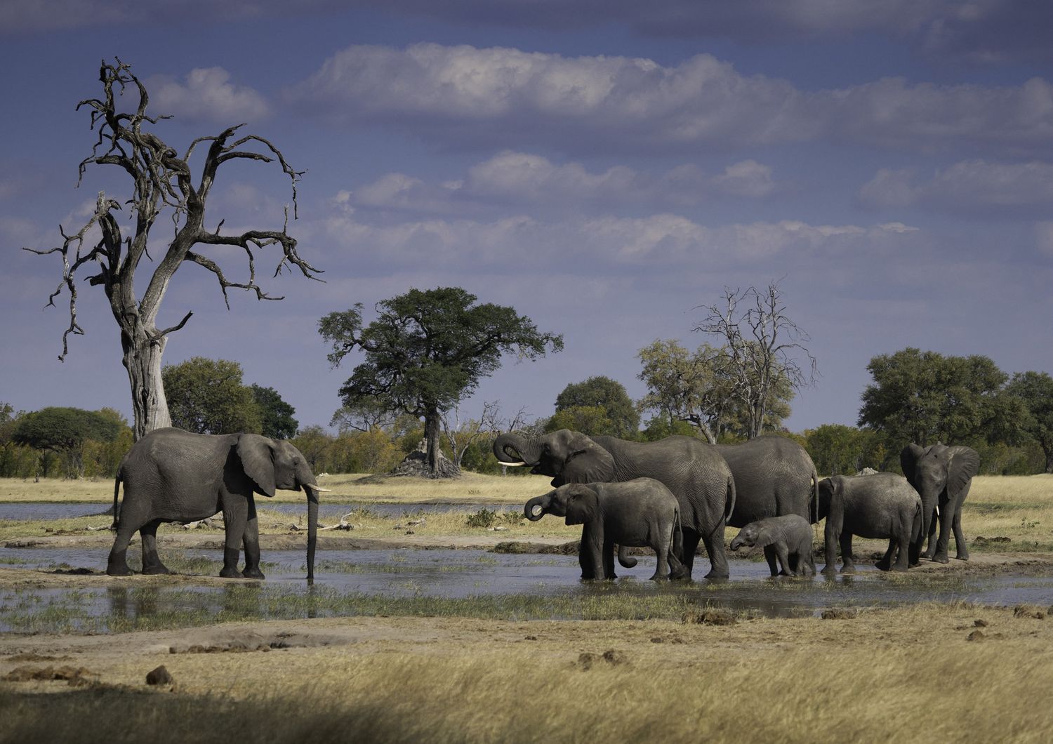 Elefanti, Zimbawe