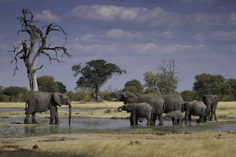 Elefanti, Zimbawe