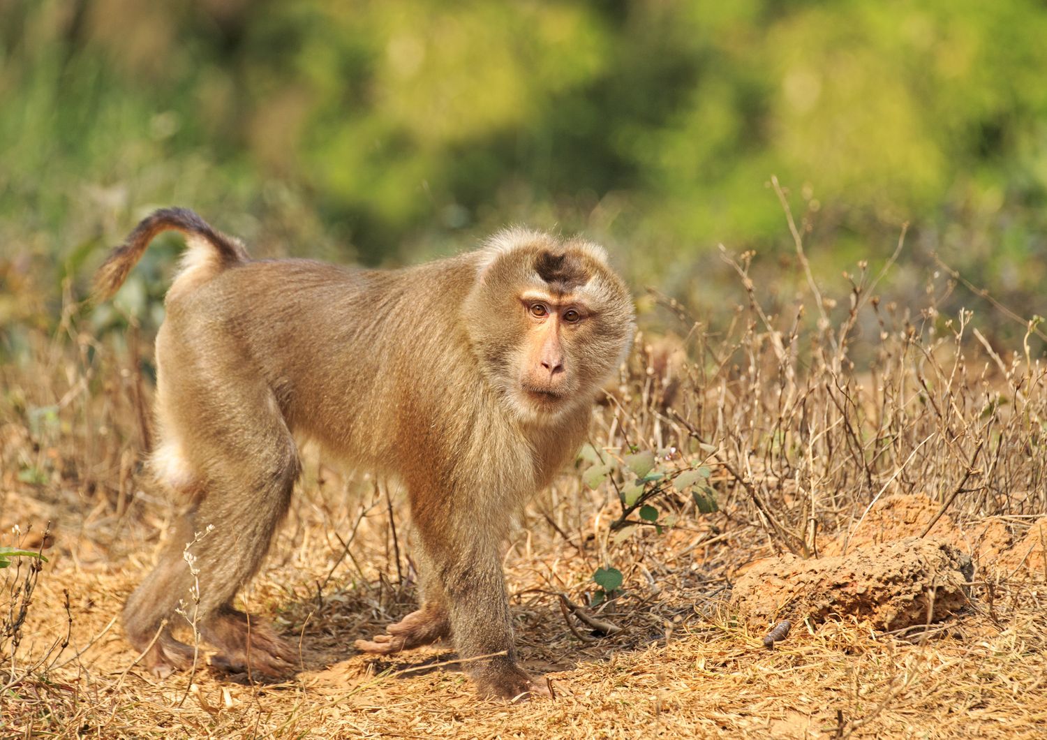 Macaco con la coda di maiale