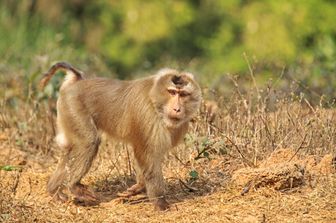 Macaco con la coda di maiale