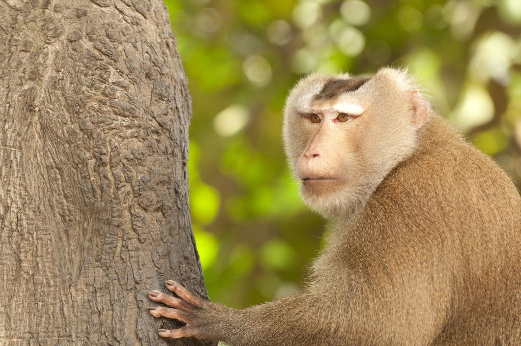 Macaco con la coda di maiale