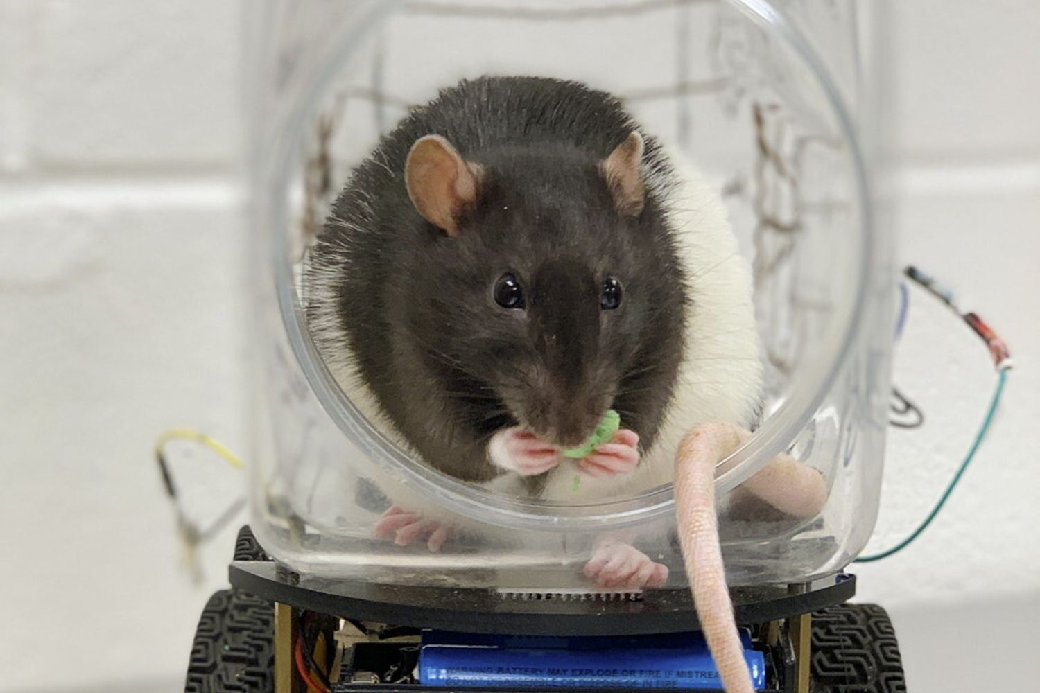 Topo che imparato a guidare, Richmond University