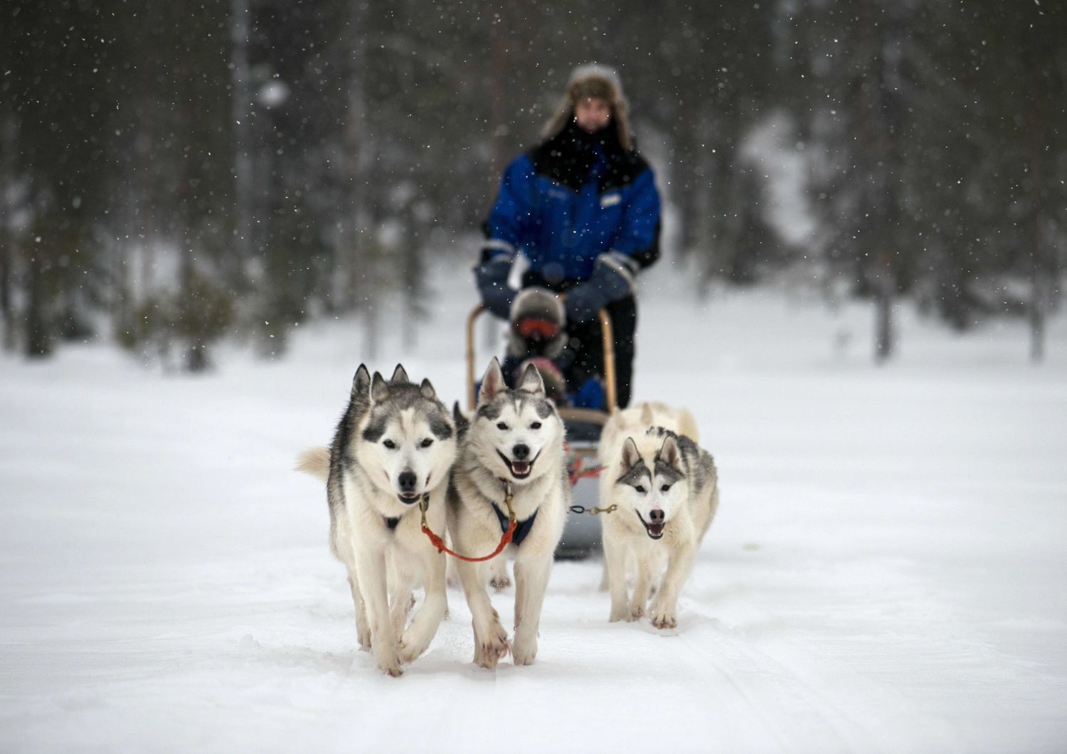 Husky