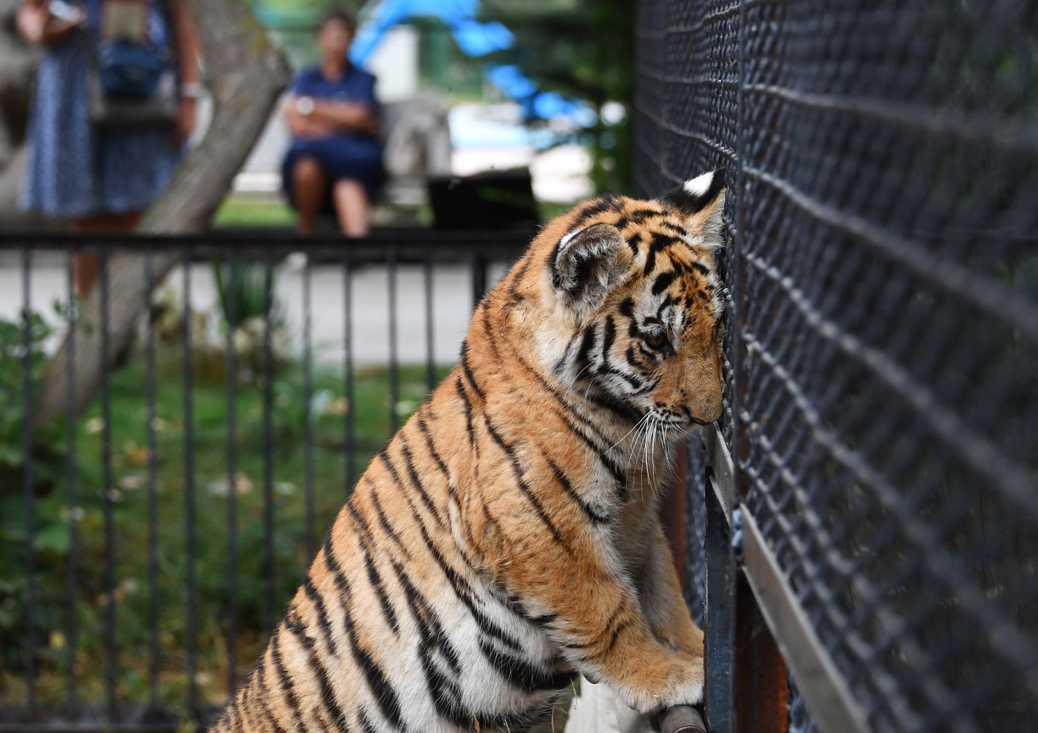 Tigre in una gabbia, immagine d'archivio