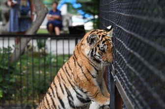 Tigre in una gabbia, immagine d'archivio