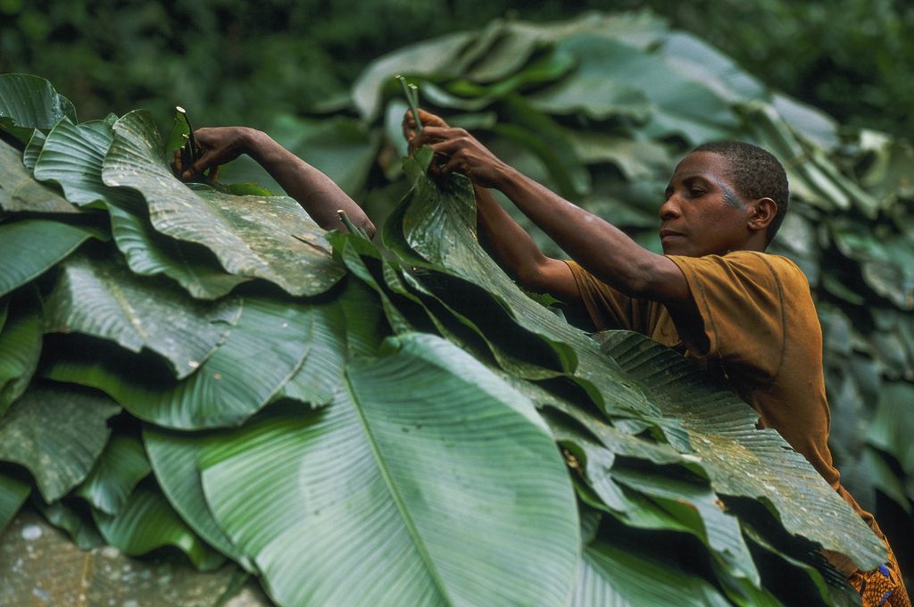 Un pigmeo costruisce una capanna