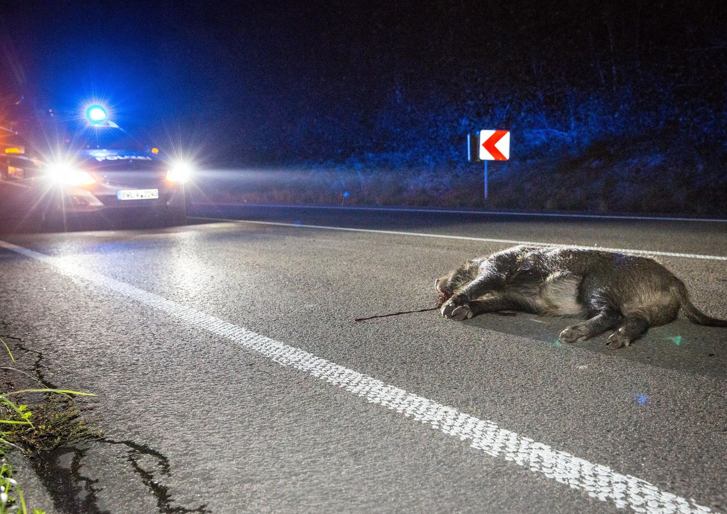 Un cinghiale ucciso in un incidente stradale