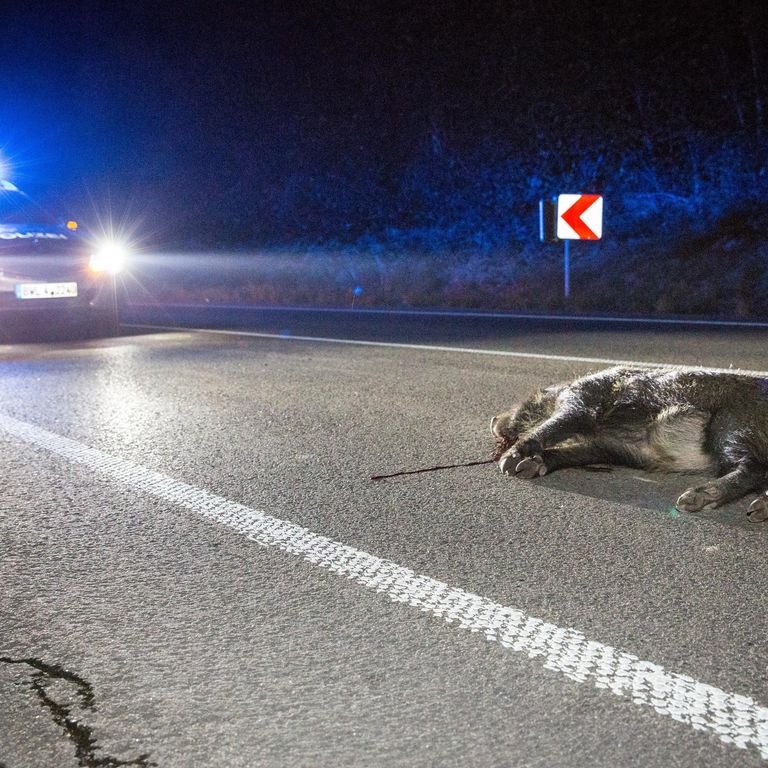 Un cinghiale ucciso in un incidente stradale
