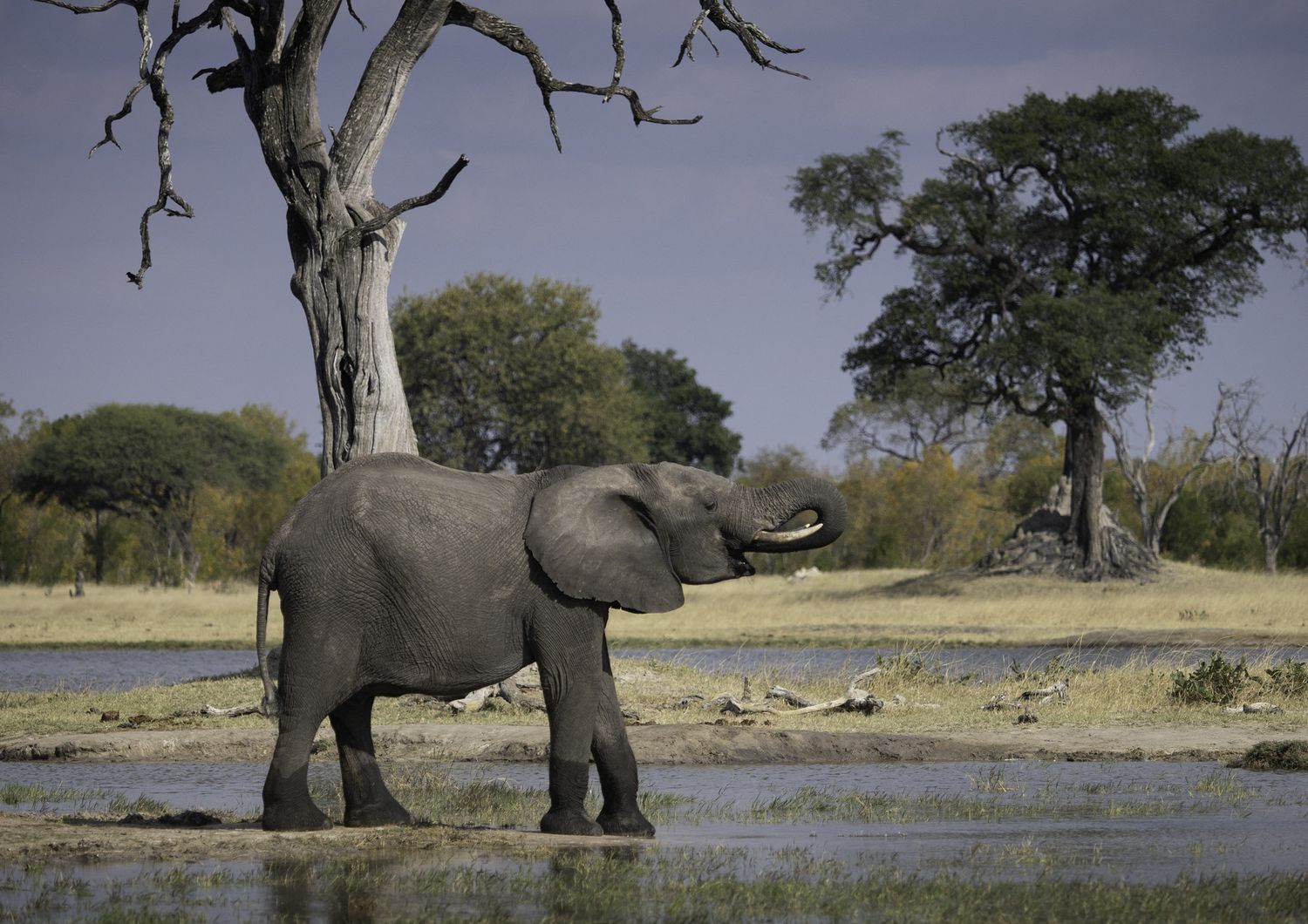 Elefanti Zimbabwe