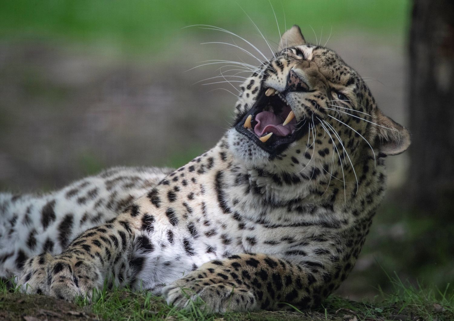 Leopardo persiano