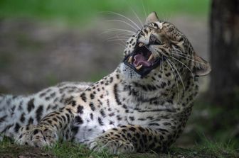 Leopardo persiano