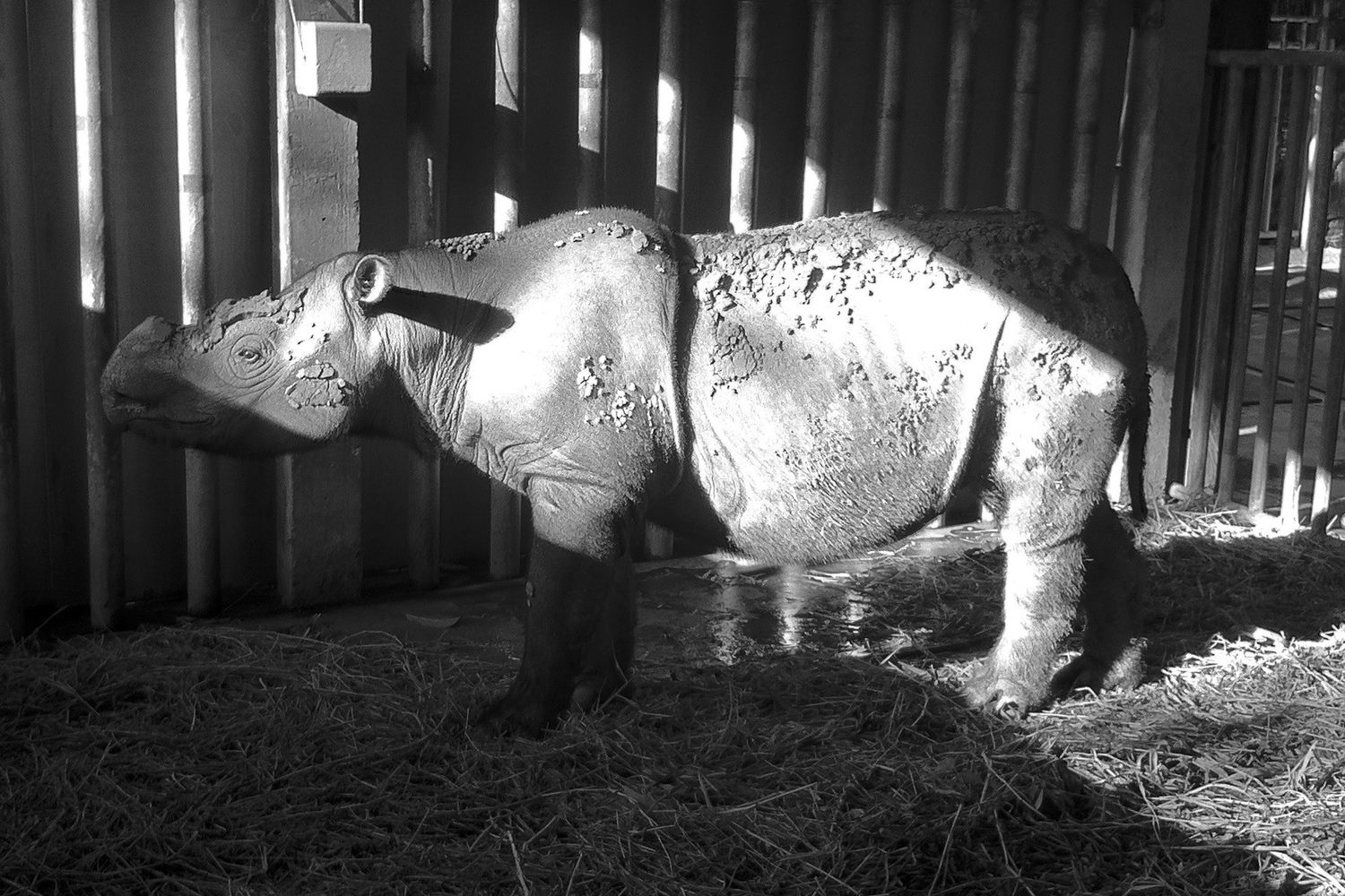 Iman, ultimo rinoceronte di Sumatra malese