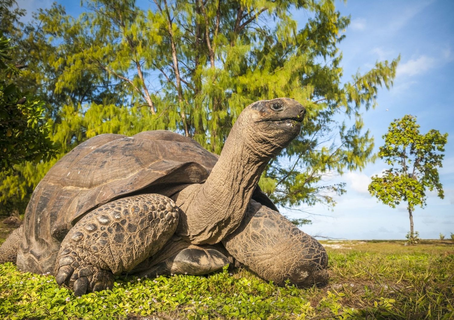 Tartaruga gigante delle Seychelles
