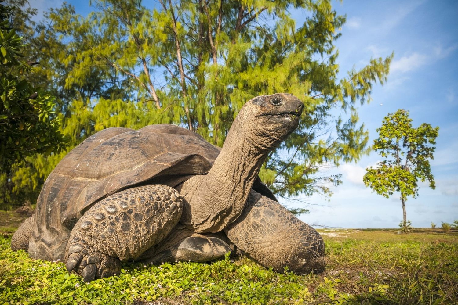 Tartaruga gigante delle Seychelles