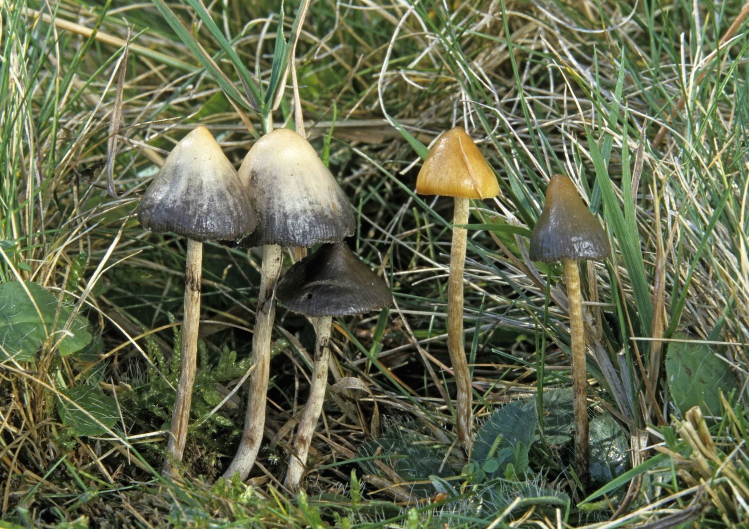 &nbsp;Funghi allucinogeni