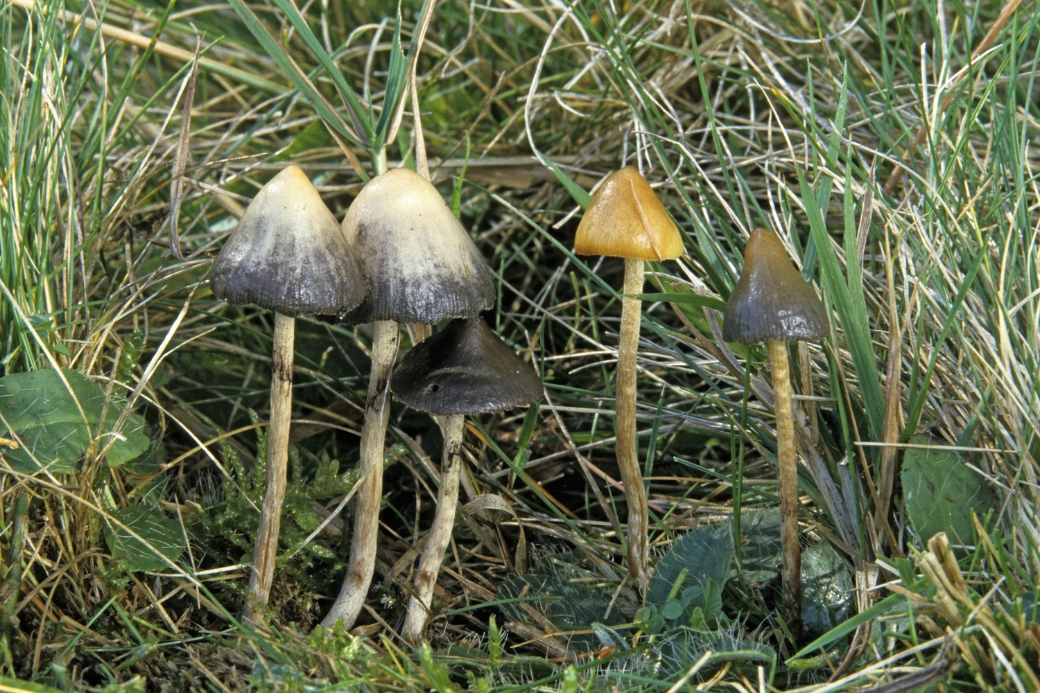 &nbsp;Funghi allucinogeni