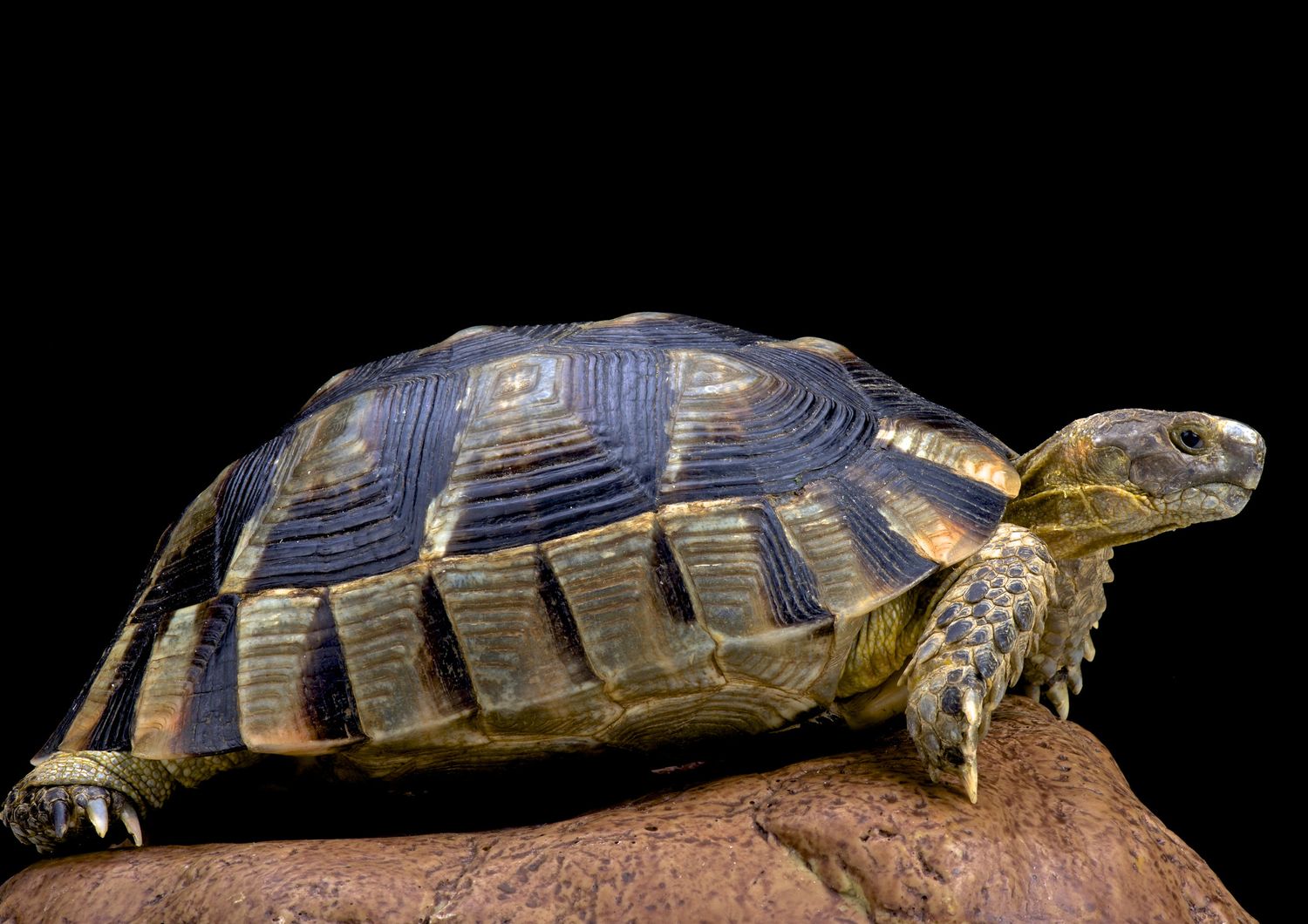 Tartaruga Testudo Marginata