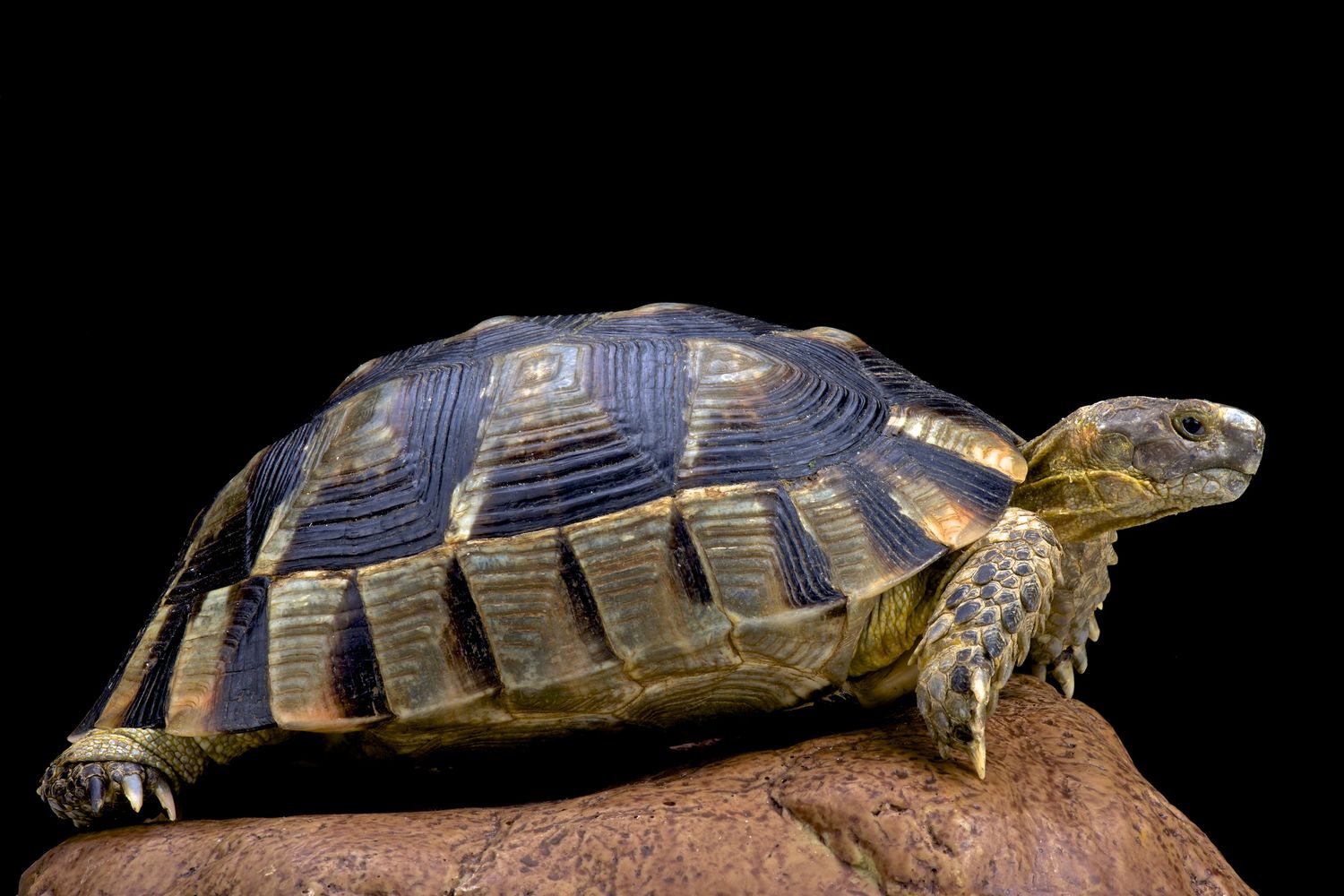 Tartaruga Testudo Marginata