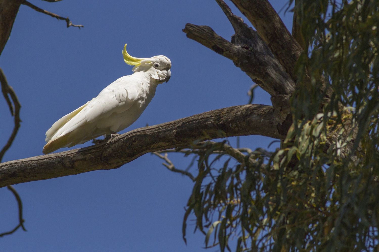 Pappagallo Cacatua