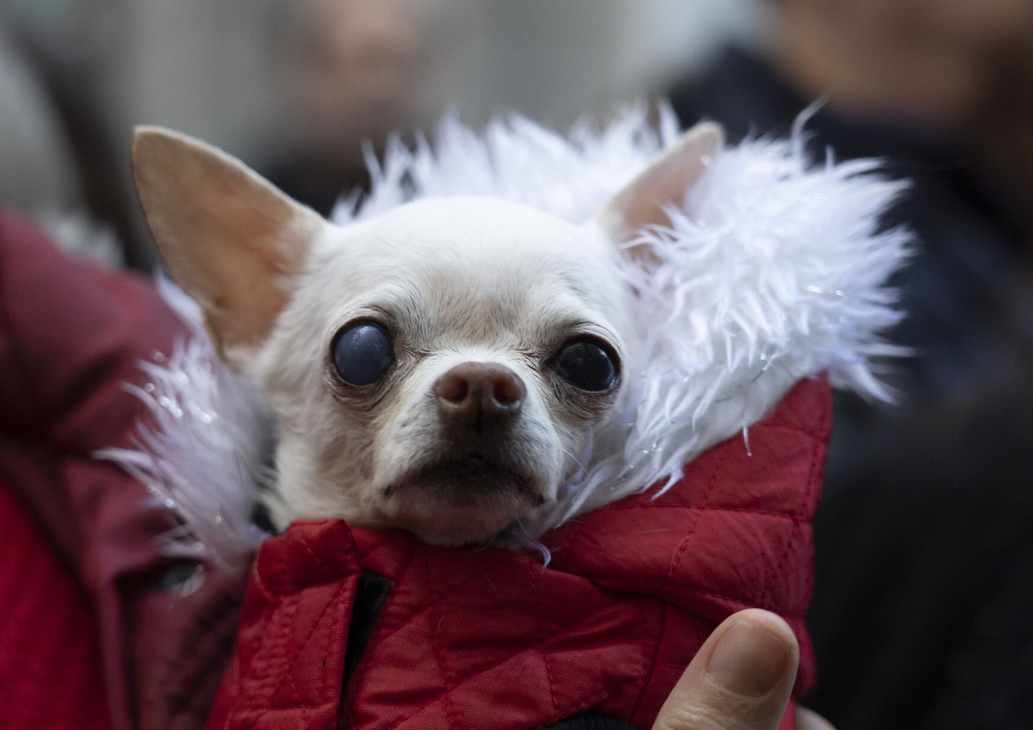 Chihuahua