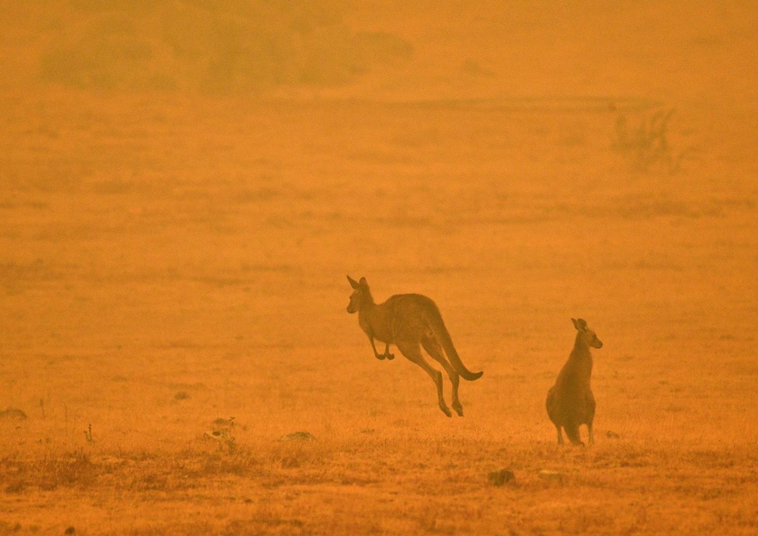 Canguri in fuga per gli incendi in Australia