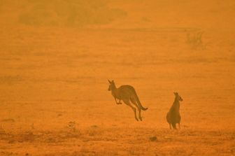 Canguri in fuga per gli incendi in Australia