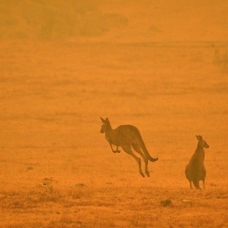 Canguri in fuga per gli incendi in Australia