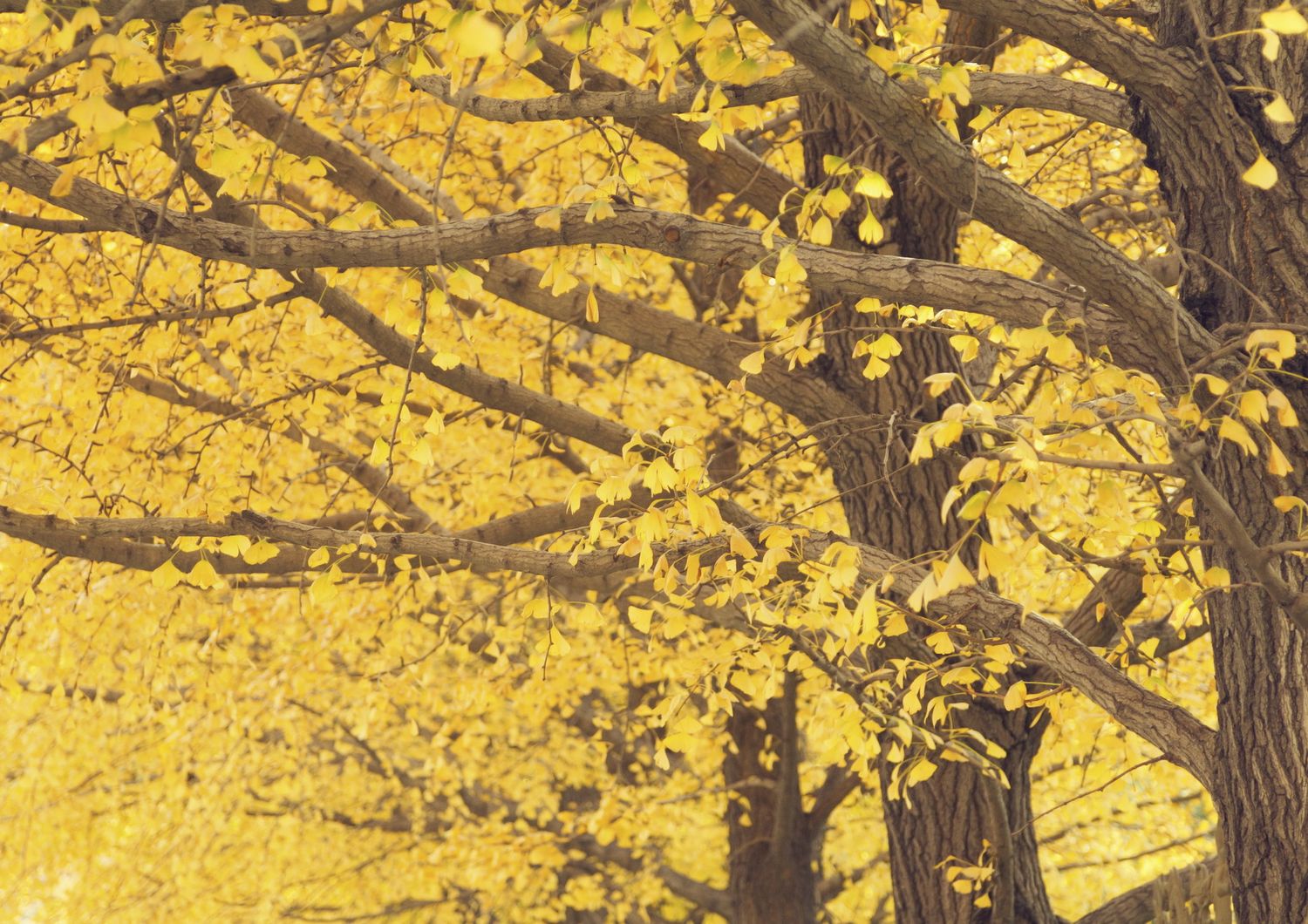 ginko alberi millenari longevi stress&nbsp;