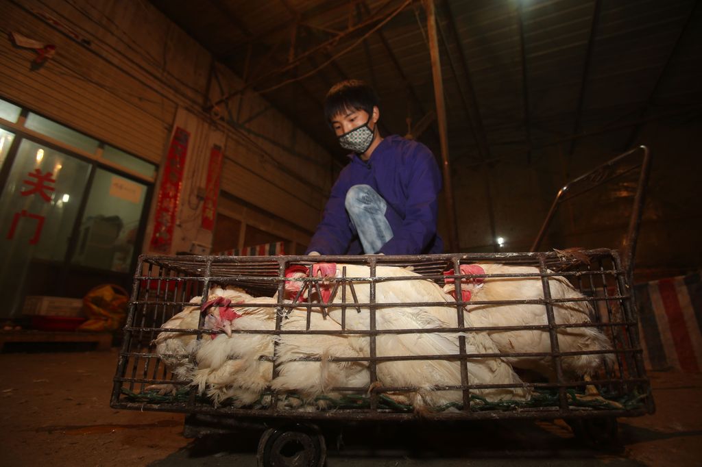Un'immagine del mercato di Wuhan, Cina