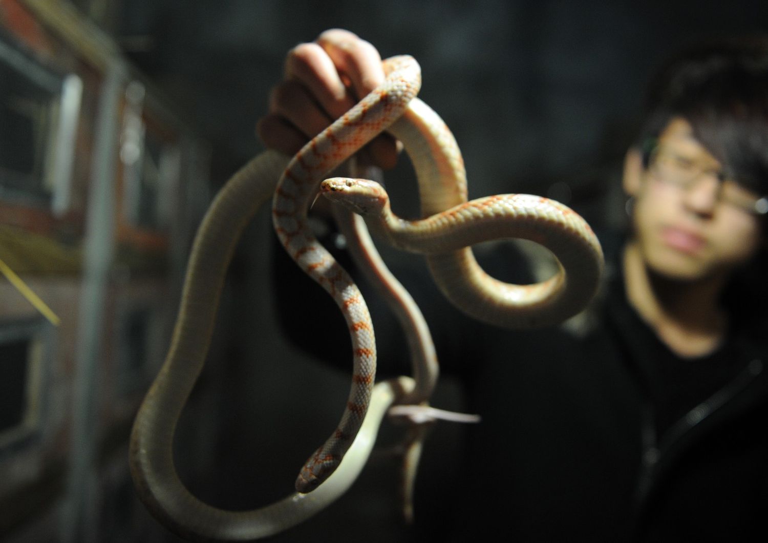 Serpenti venduti in un mercato di&nbsp;Zisiqiao, China&nbsp;
