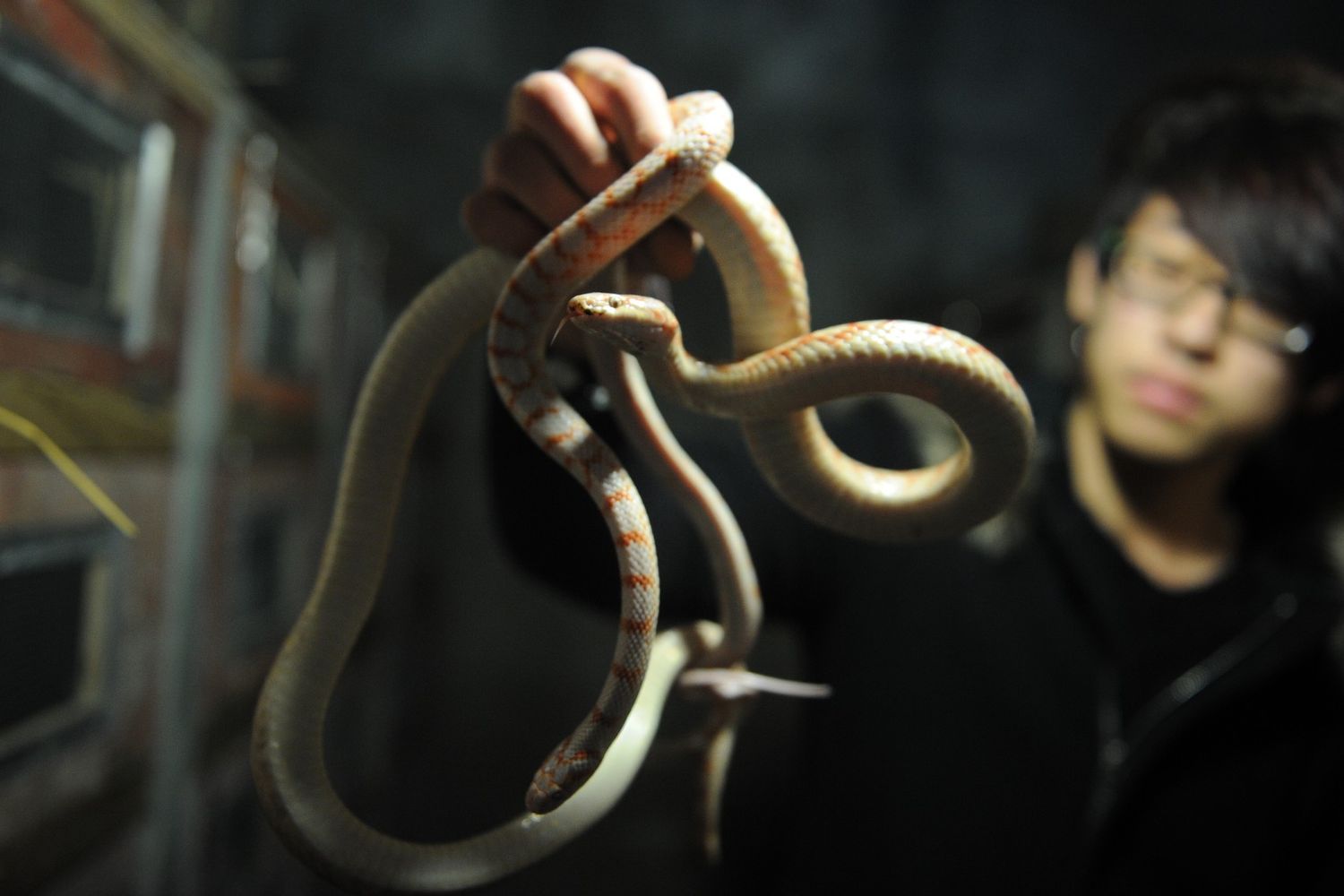 Serpenti venduti in un mercato di&nbsp;Zisiqiao, China&nbsp;