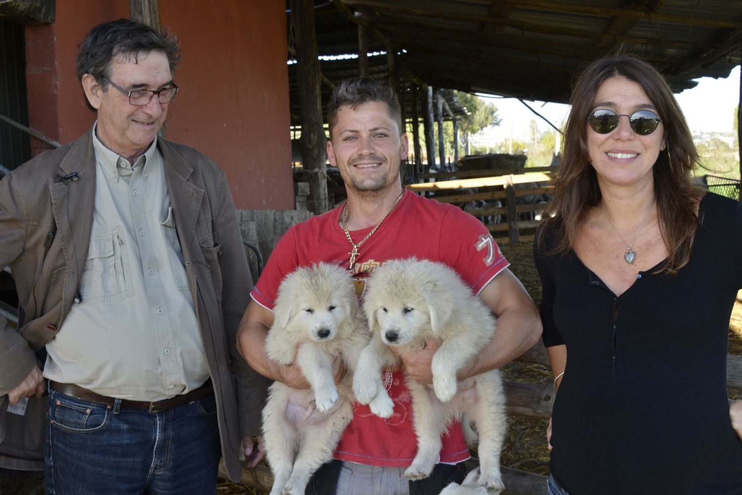 Cuccioli di maremmano