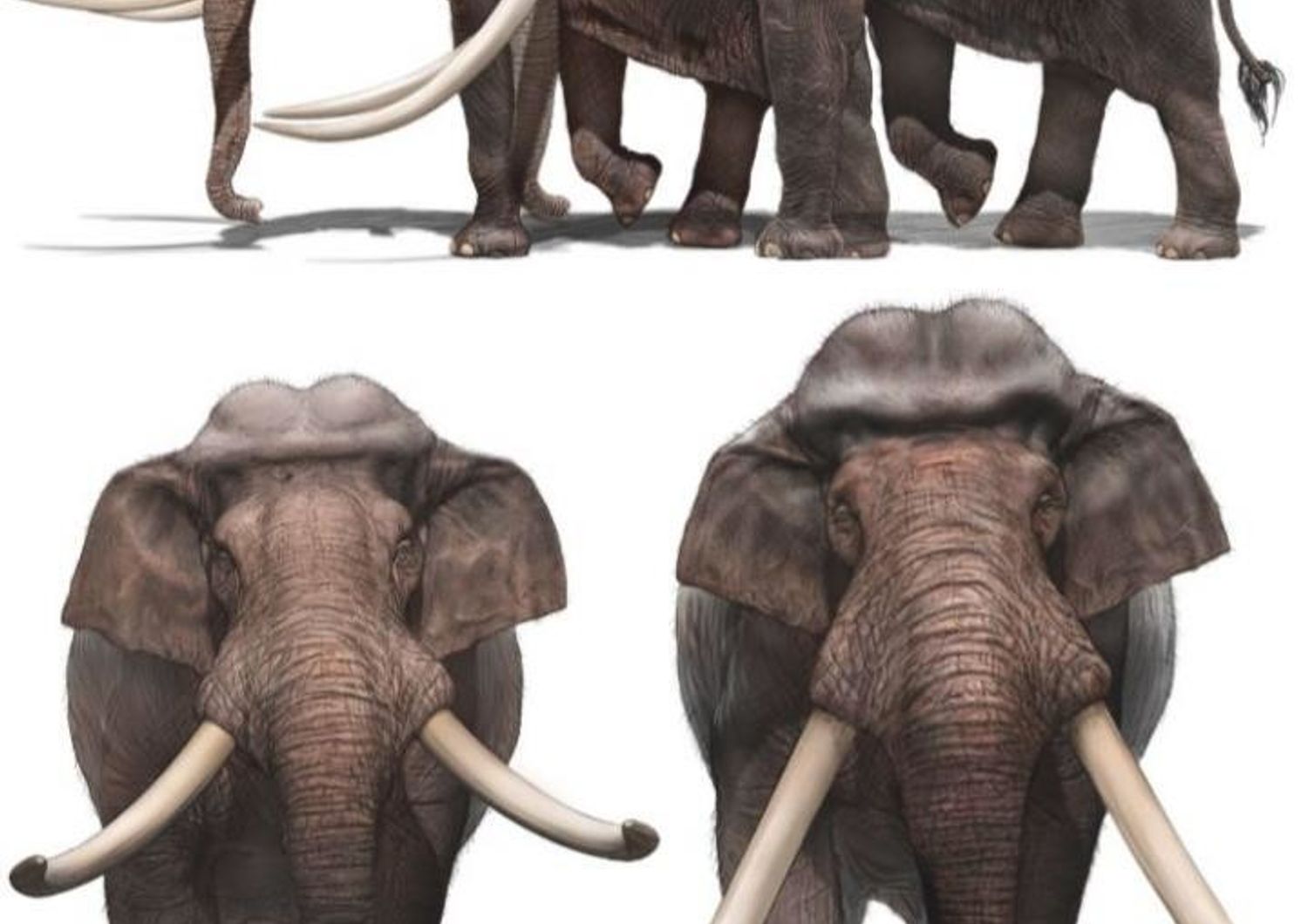 elefanti&nbsp;preistorici nani
