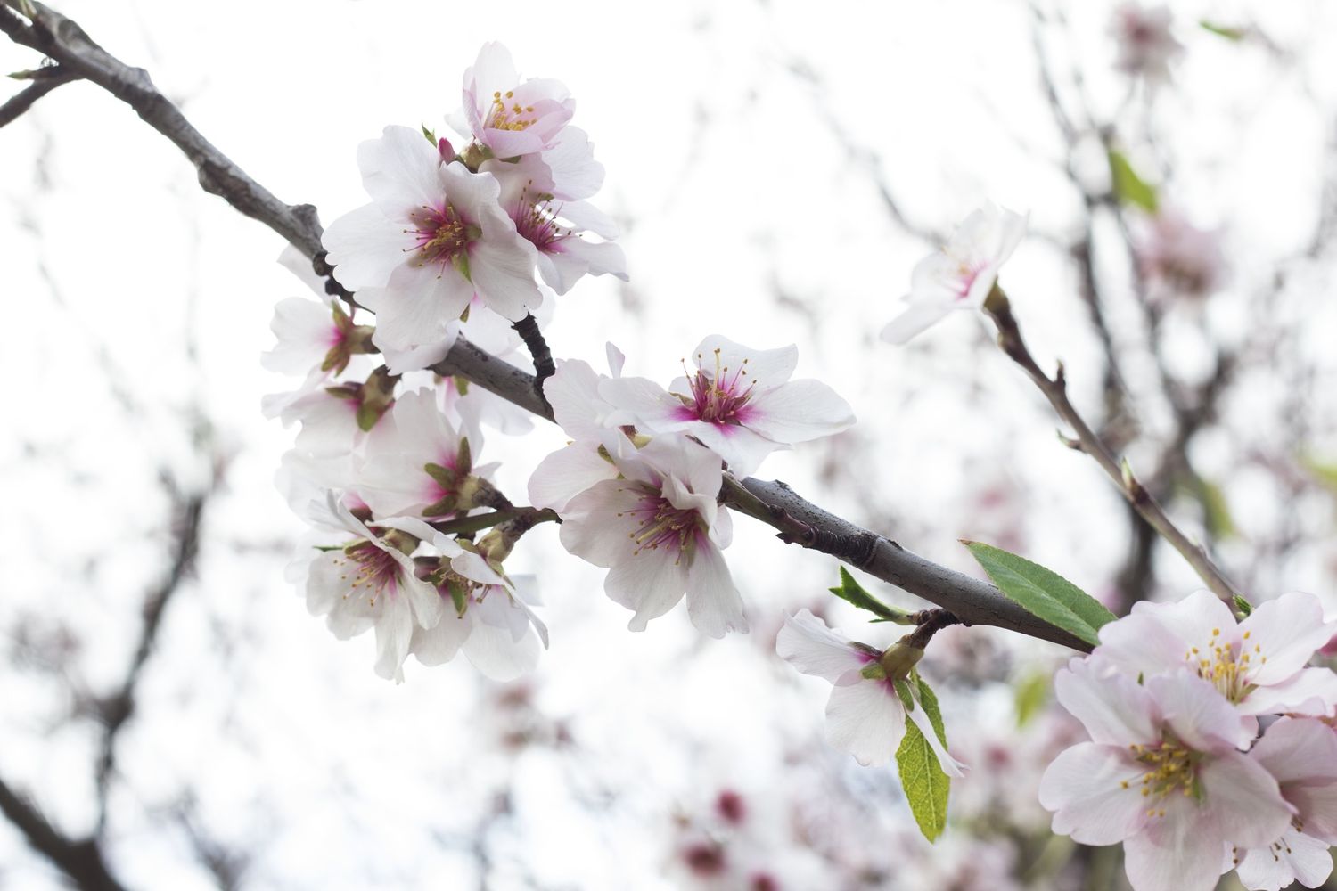Mandorlo in fiore