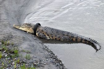 Coccodrillo con un copertone di moto al collo, Indonesia