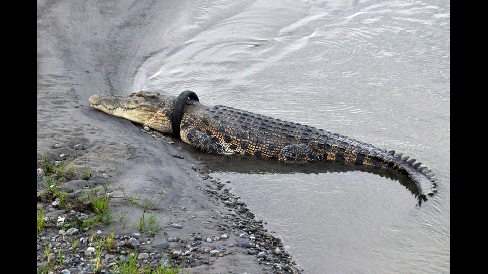 Coccodrillo con un copertone di moto al collo, Indonesia