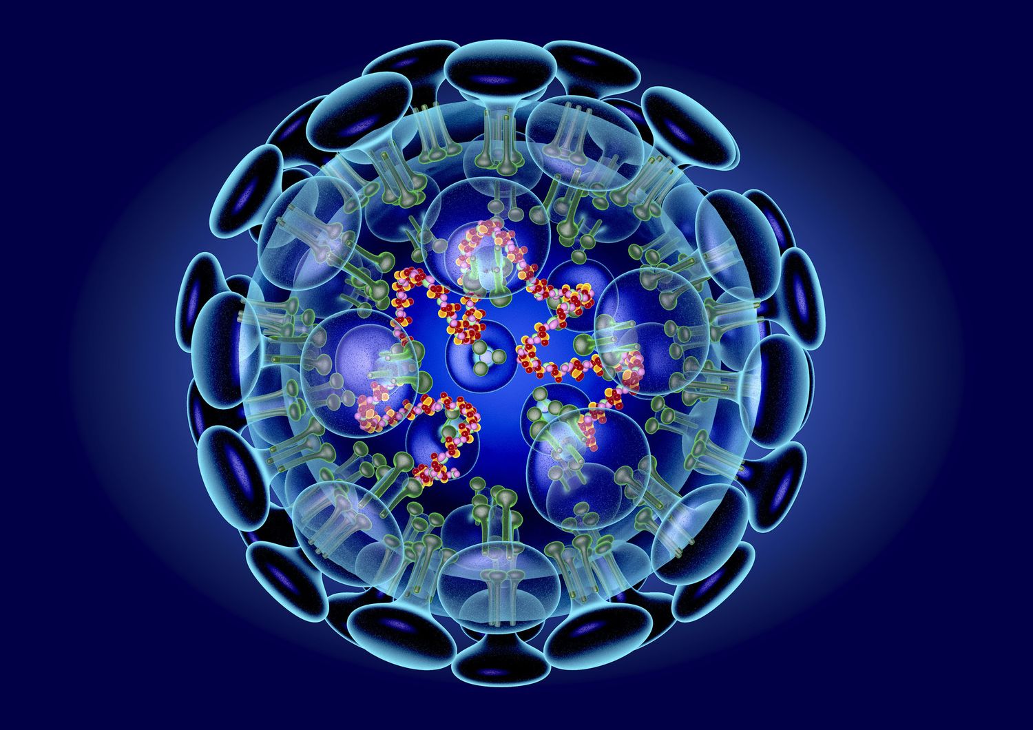 &nbsp;Coronavirus, illustrazione