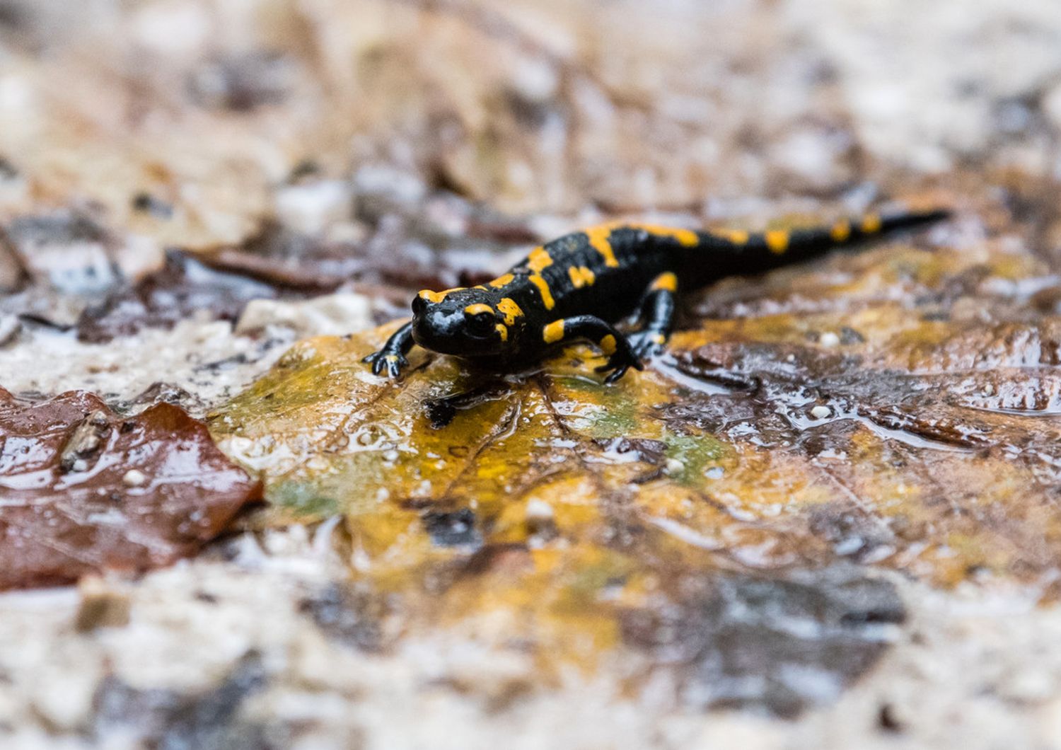 Una salamandra