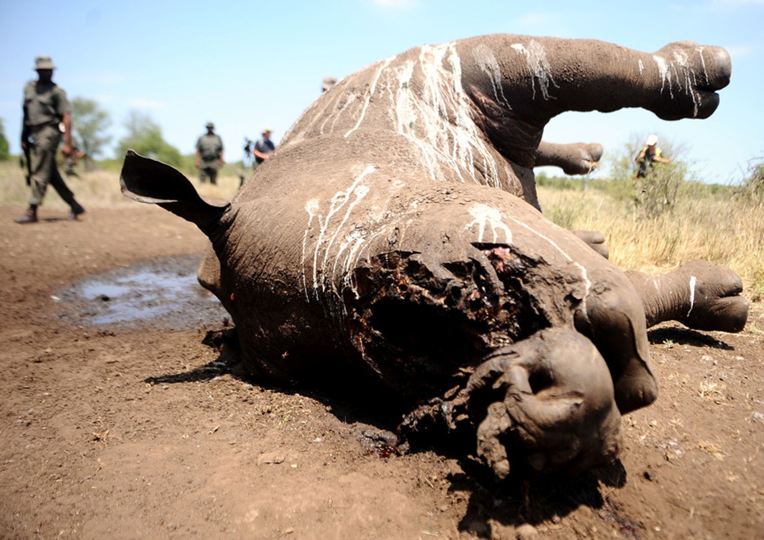 Rinoceronte morto