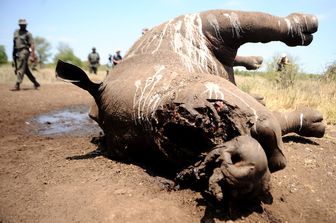 Rinoceronte morto