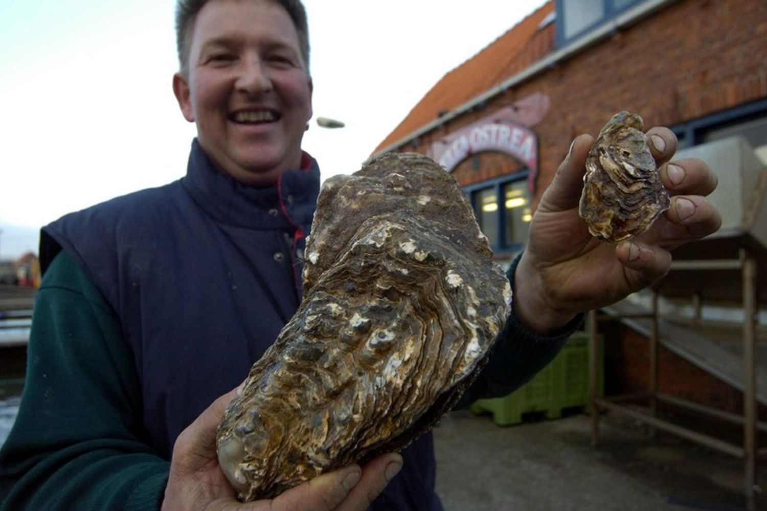 Ostriche giganti, un esemplare pescato sulle coste olandesi&nbsp;