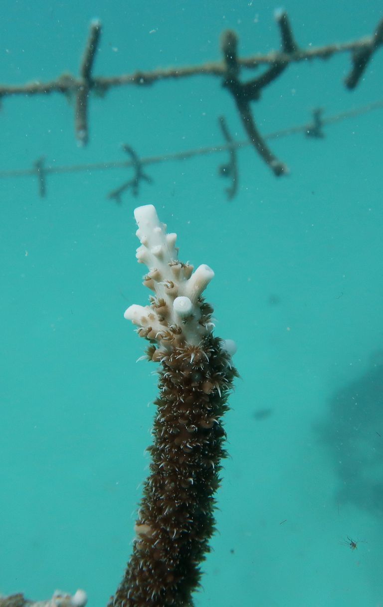 Il bianco dei coralli