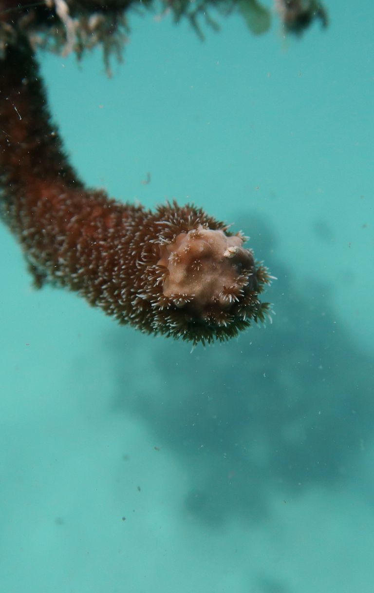 I coralli si ammalano