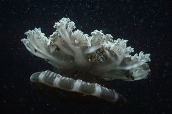 La medusa Cassiopea